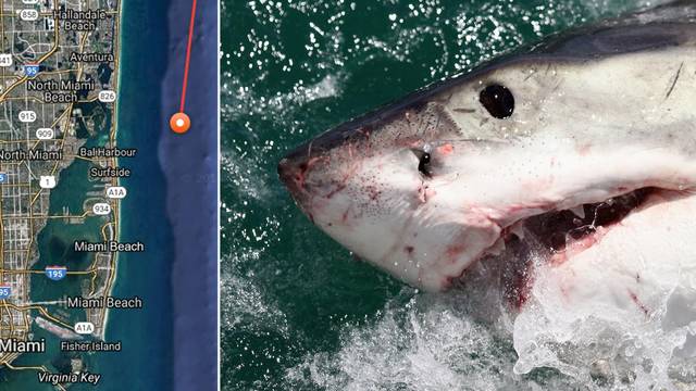 Great White Shark Tracked Lurking Just Off South Florida